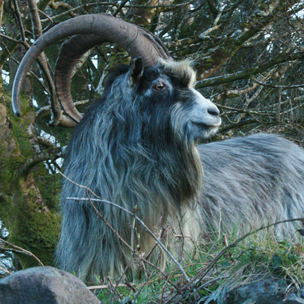 Our Project - The Old Irish Goat