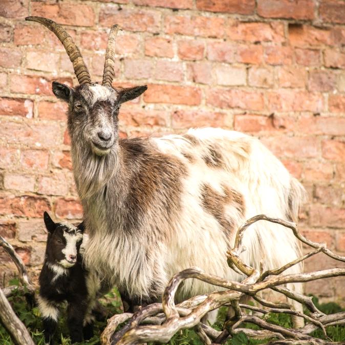 What is The Old Irish Goat? - The Old Irish Goat