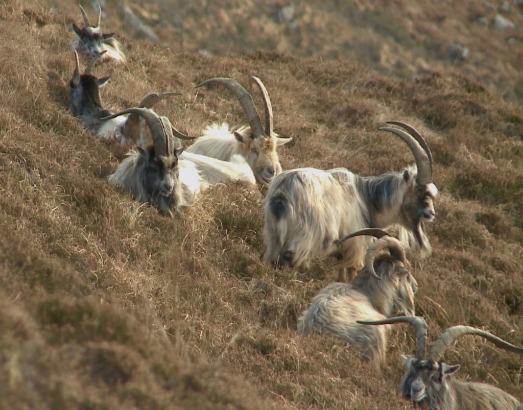 Save the Old Irish Goats