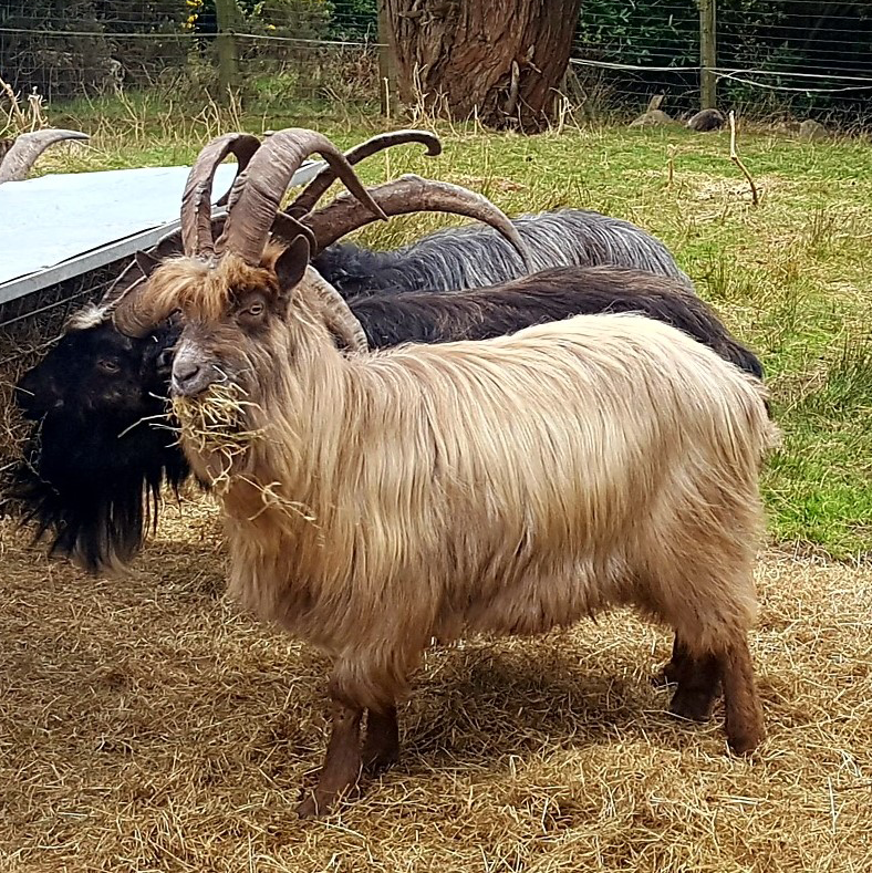 Conservation Grazing - The Old Irish Goat