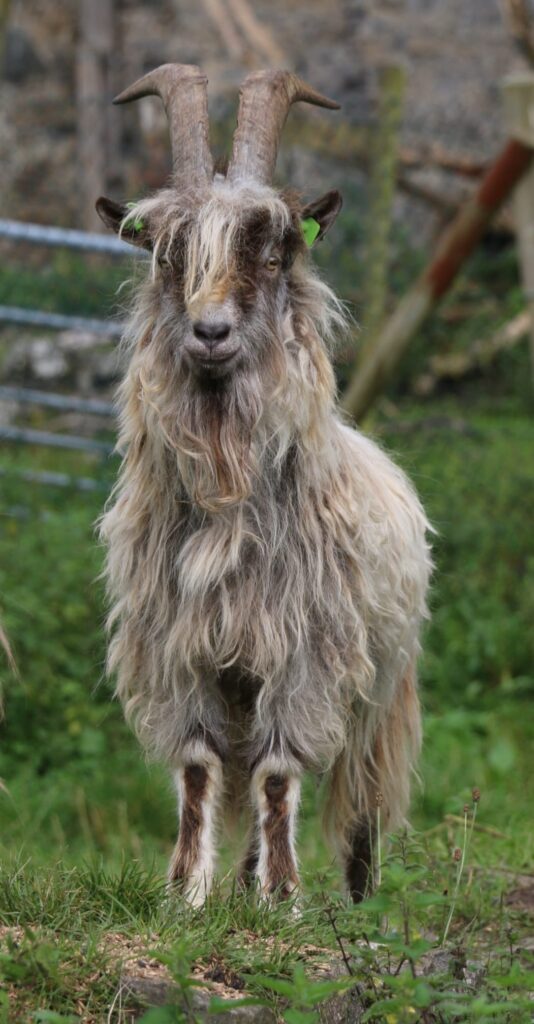 Connemara Goat Save the Old Irish Goats