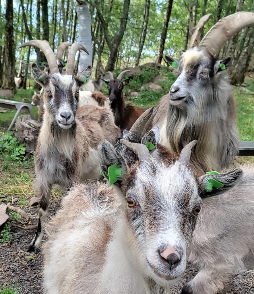 Save the Old Irish Goats Santuary Mulranny