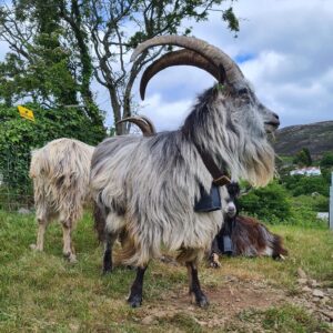 Old Irish Goat Buck