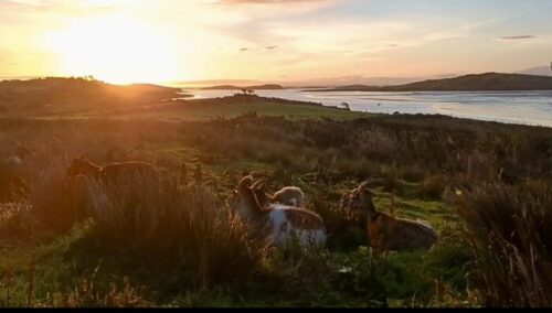 Mulranny Goats Clew Bay