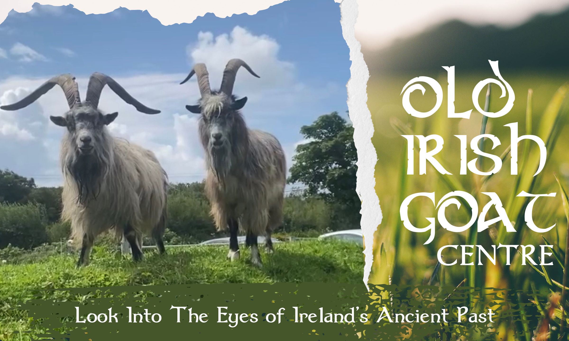 old irish goat centre